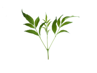 Green Stem of Yellow elder Tree or Yellow bells Tree with Serrated Leaves Isolated on Transparent Background