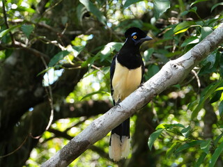 Fototapeta premium Plush-crested Jay Birds at Iguazu falls in Argentina