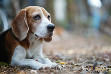 Adorable Beagle Dog Resting Peacefully Amid Natural Outdoor Background