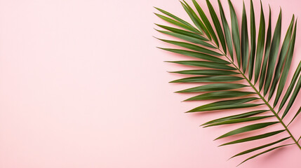 Obraz premium Single palm leaf on pink background minimalist summer tropical design green plant image photo frond