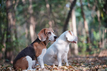 Two Beagle Dogs Sitting Outdoors in a Sunny Forest Amidst Autumn Leaves