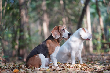 Two Beagle Dogs Sitting Outdoors in a Sunny Forest Amidst Autumn Leaves