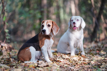 Two Beagle Dogs Sitting Outdoors in a Sunny Forest Amidst Autumn Leaves