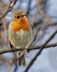 The UK's favourite bird. Thanks to its bright red breast, it's familiar throughout the year and especially at Christmas!