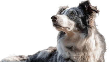 Fototapeta premium australian shepherd dog