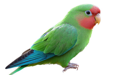 blue and yellow macaw ara ararauna