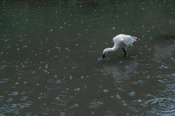 white swan on the water