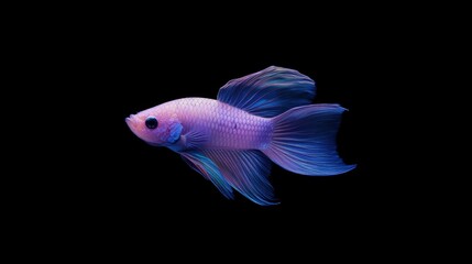 A stunning close-up of a betta fish with flowing, iridescent fins moving gently in the water.