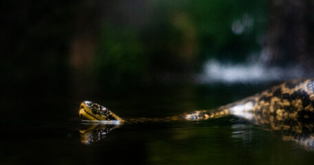 Fototapeta premium Snake in the water