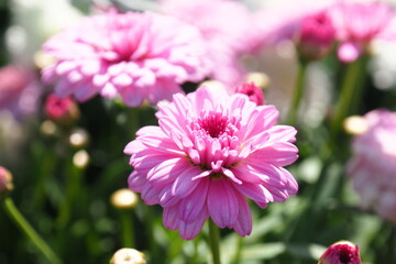 Obraz premium ピンクの綺麗なダリアの花