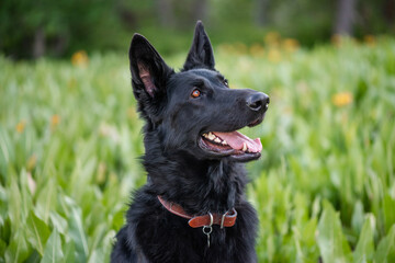 Black German Shepherd