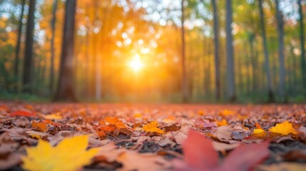 Fototapeta premium Autumn sunset over leaves forest nature tranquil environment wide angle seasonal beauty