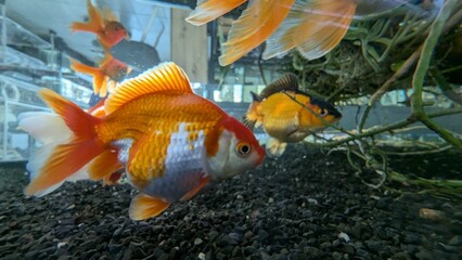 fish in aquarium