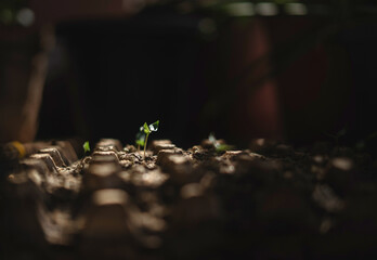 Close-up of a small seedling sprouting from the soil. Symbol of new life, growth, sustainability, and nature. Ideal for eco-friendly themes, agriculture, reforestation, and environmental concepts.
