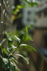 Sunlit green plant growing near a metal railing, symbolizing urban gardening, balcony greenery, and eco-living. Ideal for sustainability, nature conservation, and cityscape environmental themes.