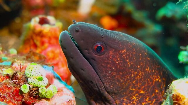 Moray eel on the colorful reef. Moray opening mouth, underwater video. Ocean animal detail. Scuba diving on the reef, aquatic life footage. Eel in the corals.