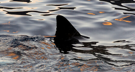 Great White Shark Dorsal Fin