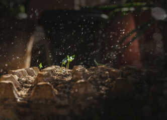 Close-up of a small seedling growing in soil, being watered by hand. Symbol of growth, sustainability, nurturing, and environmental care. Perfect for eco campaigns, agriculture, and nature concepts.