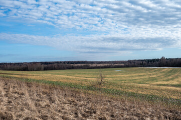 Obraz premium Aerial sunny spring landscape with large field, far forest under blue sky with white clouds. Natural spring background.