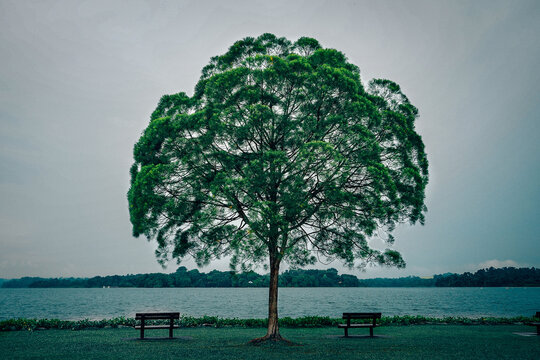 A Lone tree at Upper Seletar Reservoir Park, Singapore
