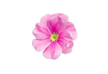 pink primrose isolated on white background. 