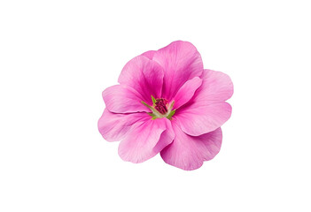 Fototapeta premium pink primrose isolated on white background. 