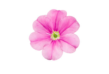 pink primrose isolated on white background. 