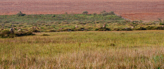 marsh area with native grass and shrubs with the upper section separated by barbed wire fence from an area of ​​land where corn has already been harvested with straw spread over the land.