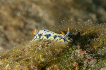Nudibranch Sea Slug in the Red Sea Colorful and beautiful, Eilat Israel
