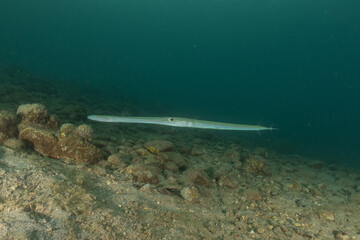 Squid in the Red Sea Colorful and beautiful, Eilat Israel
