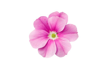 pink primrose isolated on white background. 