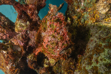 Frog fish in the Red Sea Colorful and beautiful, Eilat Israel
