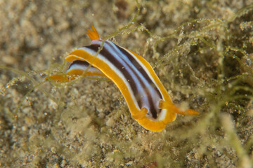 Nudibranch Sea Slug in the Red Sea Colorful and beautiful, Eilat Israel
