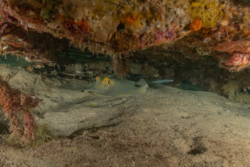 Blue-spotted stingray On the seabed in the Red Sea Eilat, Israel
