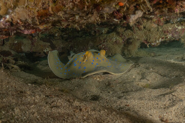 Blue-spotted stingray On the seabed in the Red Sea Eilat, Israel

