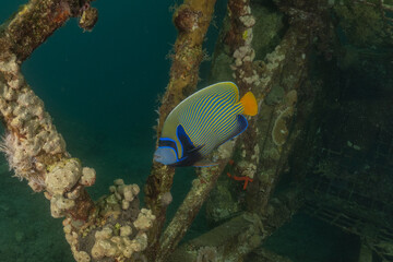 Fish swimming in the Red Sea, colorful fish, Eilat,  Israel
