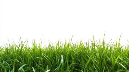 Fototapeta premium Fresh green grass edge on white background, nature