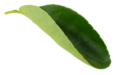 Citrus leaves isolated over a transparent background.