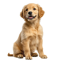 Obraz premium A Cheerful Golden Retriever Puppy Sits Patiently, Awaiting Playtime And Adventure Against A Bright Isolated on Transparent Background