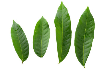 Green leaves isolated on a transparent background