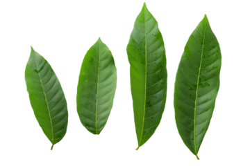Green leaves isolated on a transparent background
