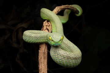 Large-eyed Pit Viper, trimeresurus macrops