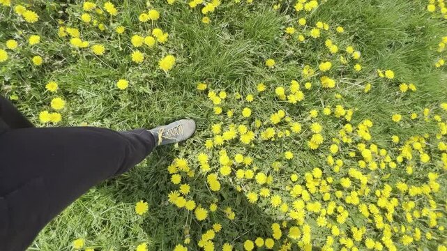 A dynamic 4K first-person perspective of a person walking through a vast field of bright yellow dandelions, with grass swaying gently in the wind. The camera moves smoothly, creating an immersive, rel
