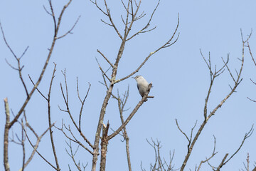bird on a tree branch