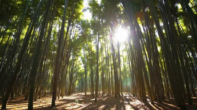Explore a serene bamboo forest under sunlight with lush greenery and tall trees