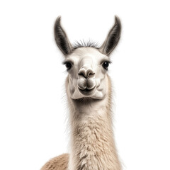 Naklejka premium Llama's captivating gaze: A close-up shot of a llama, showcasing its endearing expression and soft, fluffy fur. The llama's face fills the frame, creating a sense of connection and curiosity.