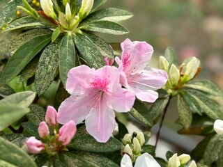 Bright azaleas bloom under the warm sunlight, their vivid petals glowing in shades of pink, red,...