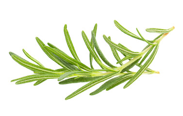 Fresh rosemary isolated on a transparent background.