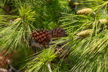 Obraz premium Pine needles and cones in Greece