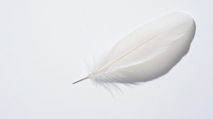 Obraz premium delicate feather resting on matte white surface soft shadows forming natural contours